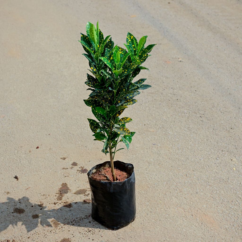 Baby Croton in 6 Inch Nursery Bag