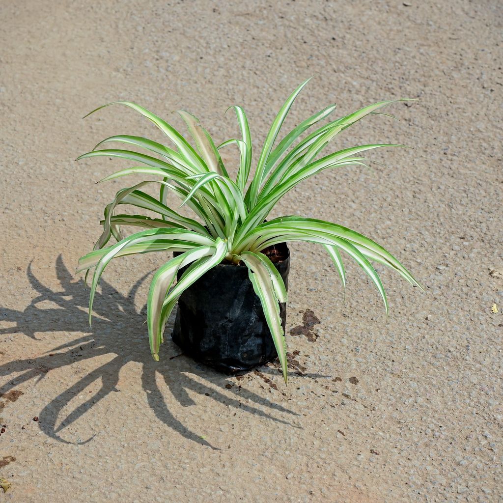 Buy Spider / Chlorophytum comosum White in 4 Inch Nursery Bag Online | Urvann.com Spider / Chlorophytum comosum White in 4 Inch Nursery Bag