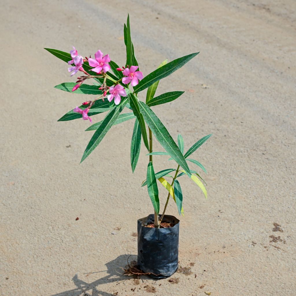 Buy Kaner / Oleander Pink in 4 Inch Nursery Bag Online | Urvann.com Kaner / Oleander Pink in 4 Inch Nursery Bag