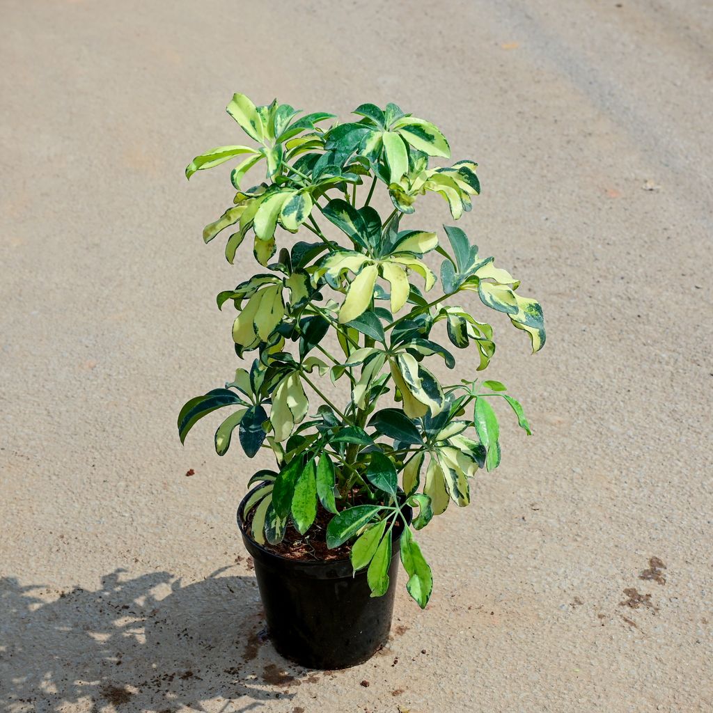 Buy Schefflera Variegated in 5 Inch Nursery Pot Online | Urvann.com Schefflera Variegated in 5 Inch Nursery Pot
