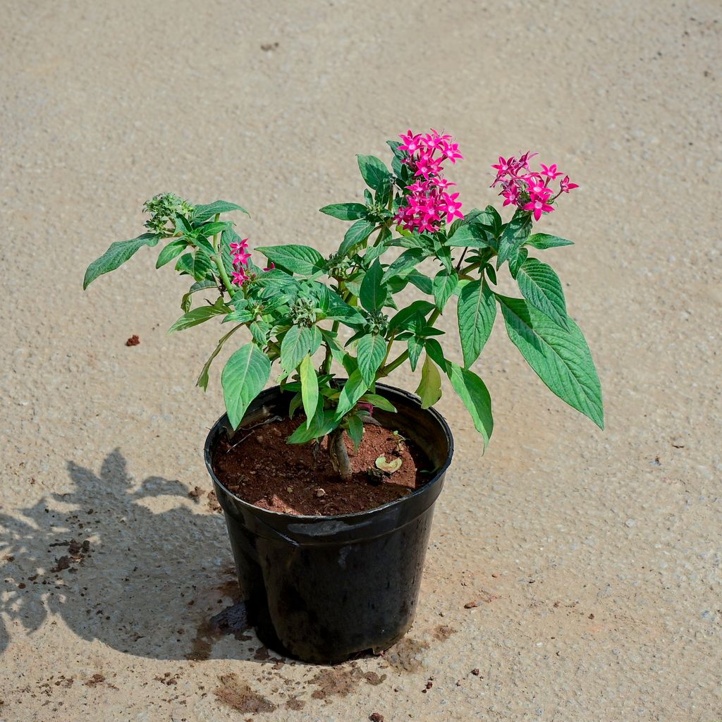 Buy Pentas Pink in 5 Inch Nursery Pot Online | Urvann.com Pentas Pink in 5 Inch Nursery Pot