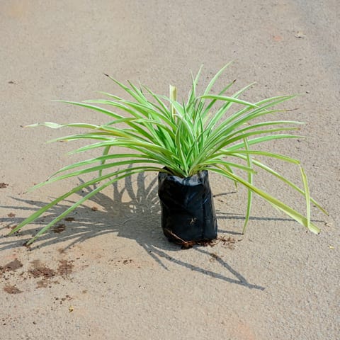 Spider in 4 Inch Nursery Bag