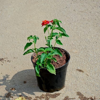 Buy Lantana (any colour) in 5 Inch Nursery Pot Online | Urvann.com
