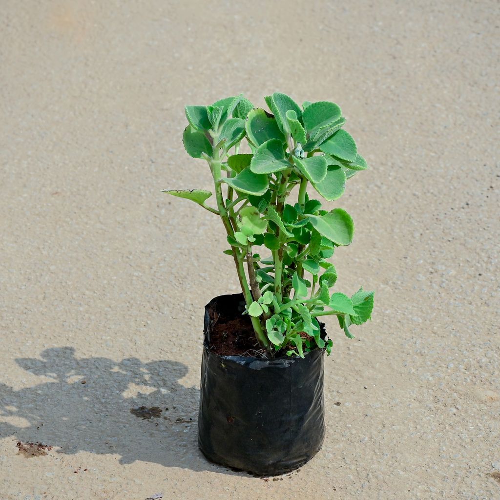 Buy Ajwain in 4 Inch Nursery Bag Online | Urvann.com Ajwain in 4 Inch Nursery Bag