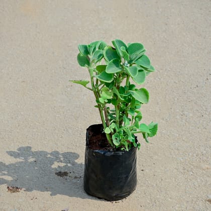 Buy Ajwain  in 4 Inch Nursery Bag Online | Urvann.com