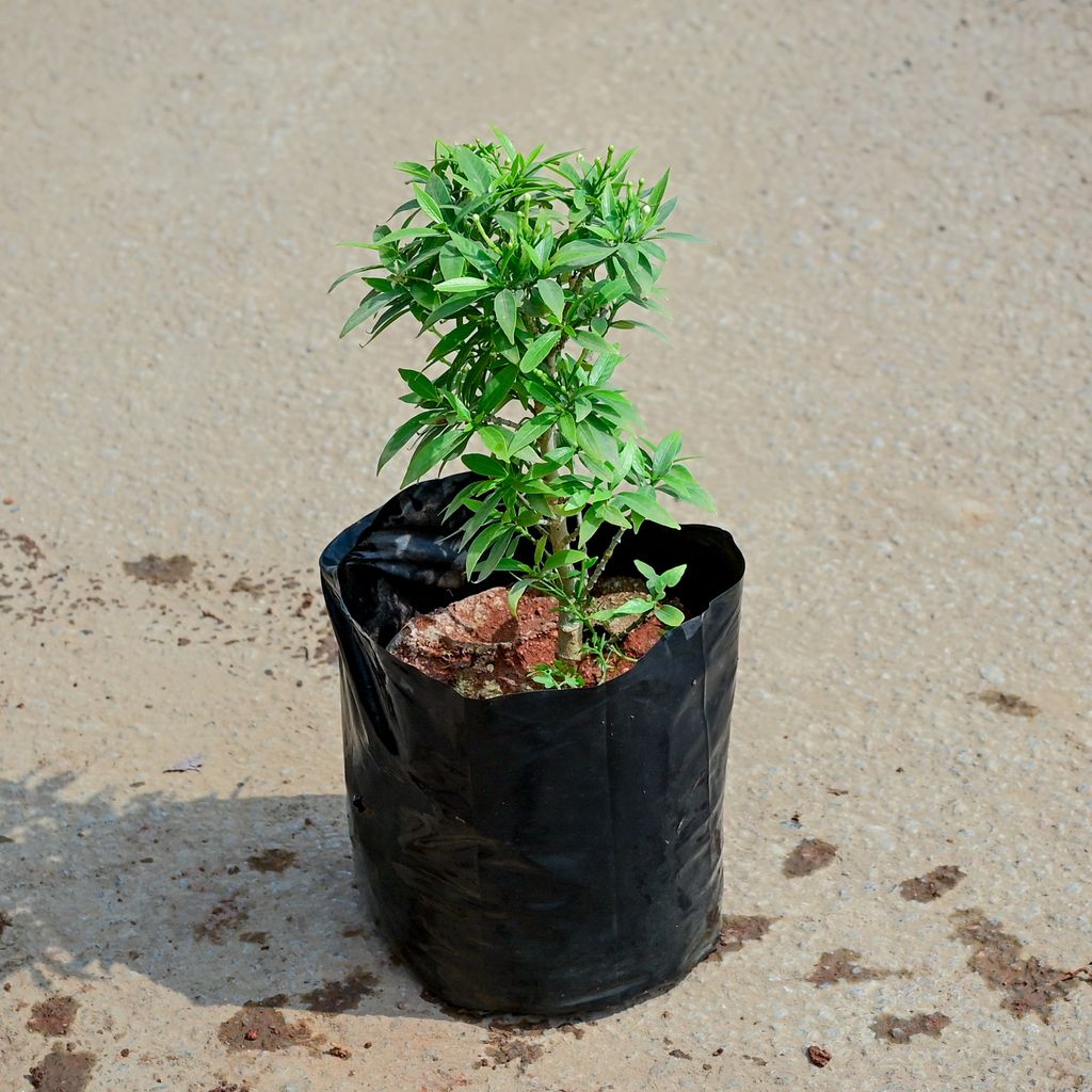 Ixora Peach in 4 Inch Nursery Bag