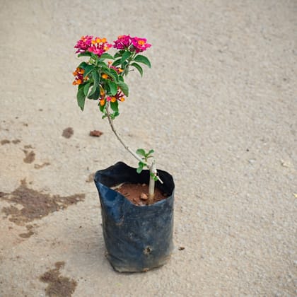 Buy Lantana (any colour) in 4 Inch Nursery Bag Online | Urvann.com