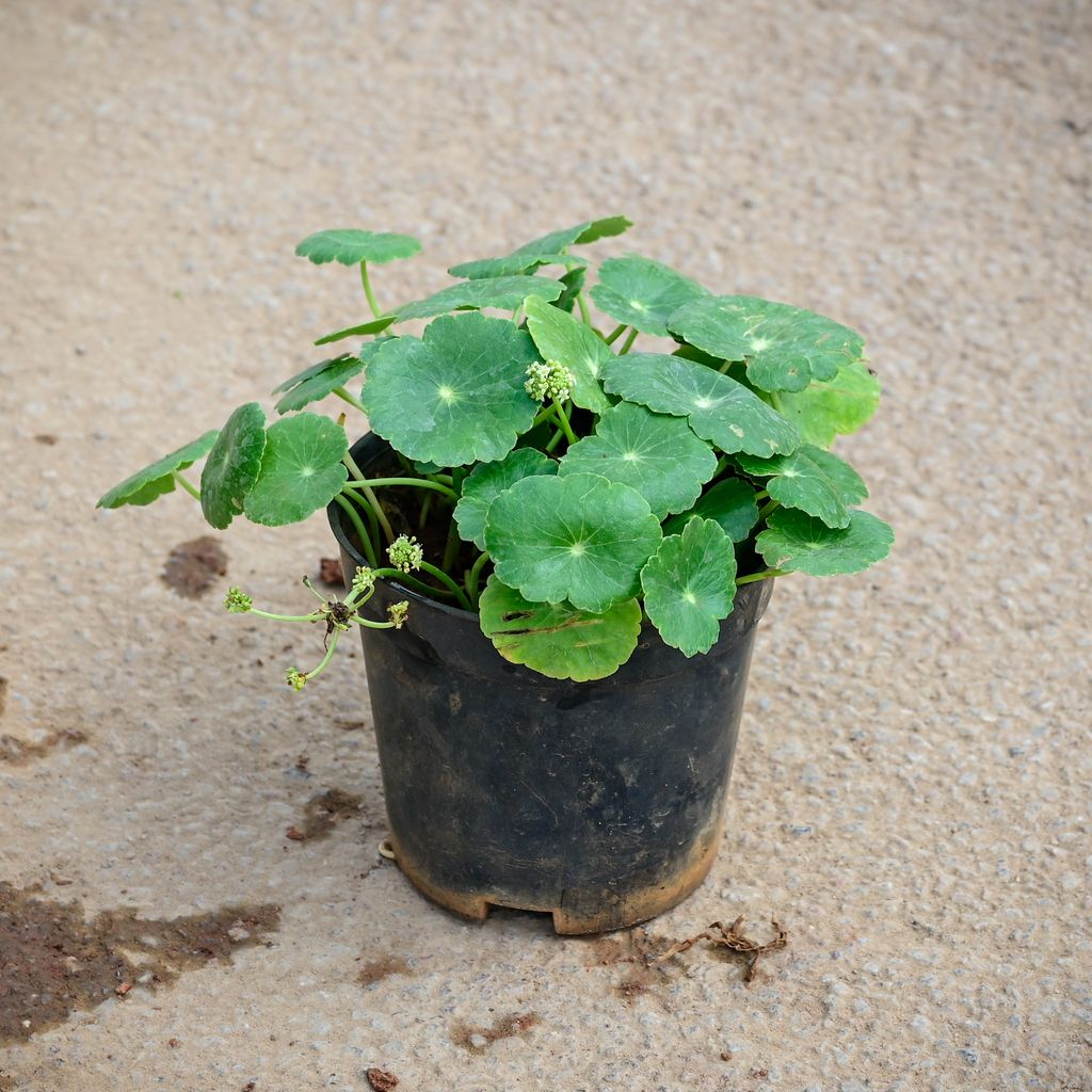 Buy Brahmi Dollar / Pennywort Plant in 5 Inch Nursery Pot Online | Urvann.com Brahmi Dollar / Pennywort Plant in 5 Inch Nursery Pot