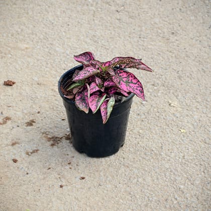 Buy Hypoestes / Polka Dot Pink in 5 Inch Nursery Pot Online | Urvann.com