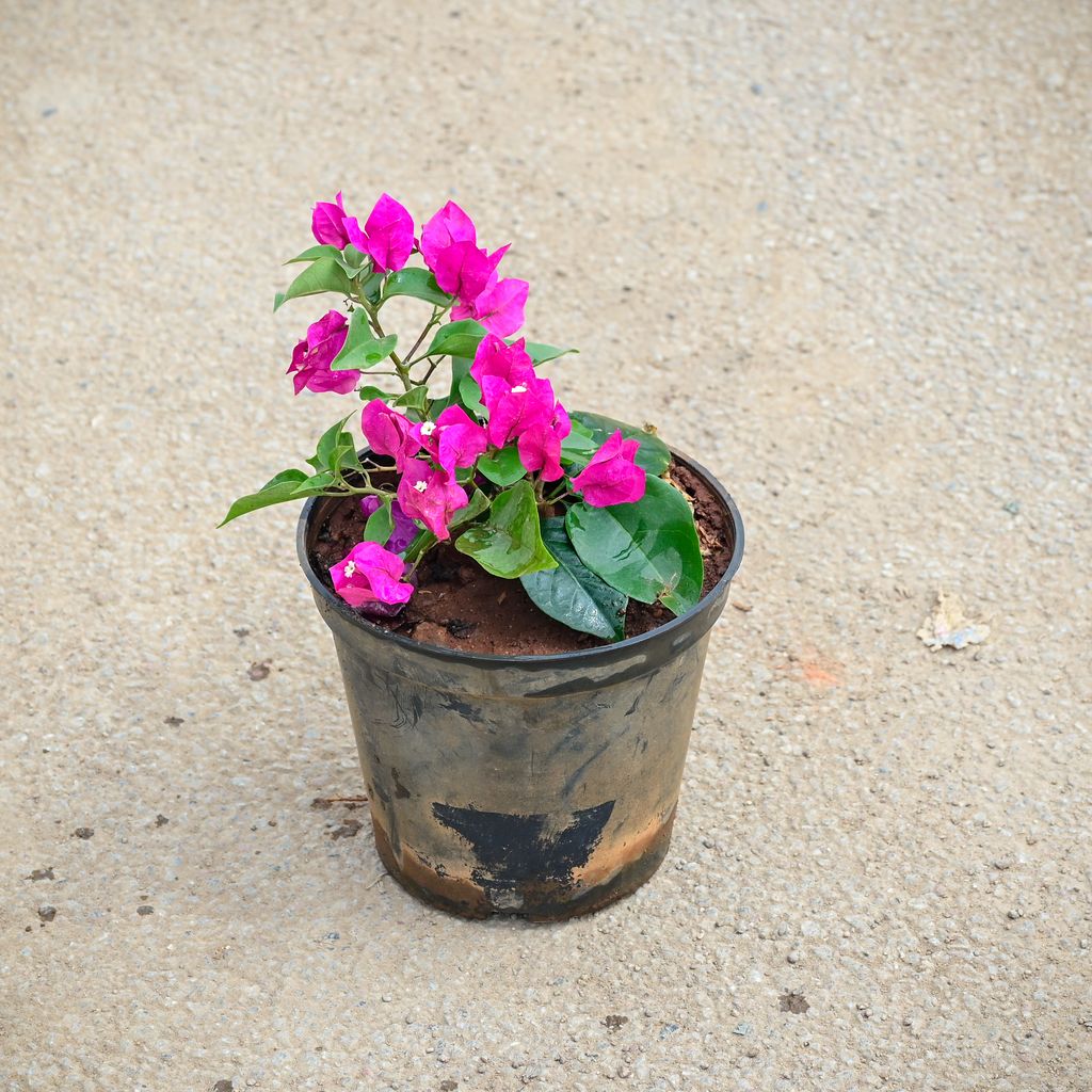 Buy Bougainvillea (Any Colour) in 5 Inch Nursery Pot Online | Urvann.com Bougainvillea (Any Colour) in 5 Inch Nursery Pot