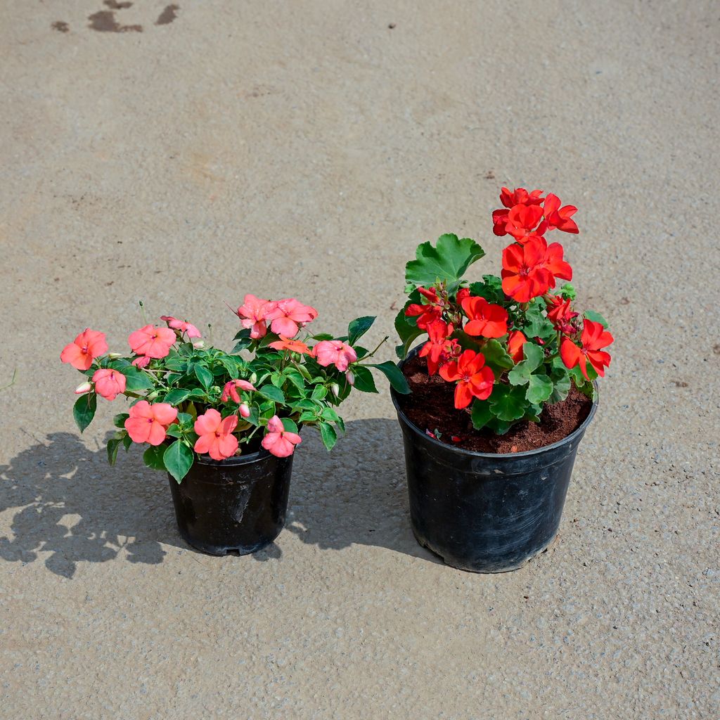 Buy Set of 2 - Balsam & Geranium (any colour) in 5 Inch Nursery Pot Online | Urvann.com Set of 2 - Balsam & Geranium (any colour) in 5 Inch Nursery Pot