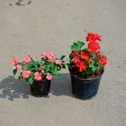 Buy Set of 2 - Balsam & Geranium (any colour) in 5 Inch Nursery Pot Online | Urvann.com