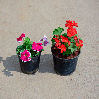 Buy Set of 2 - Petunia & Geranium (any colour) in 5 Inch Nursery Pot Online | Urvann.com
