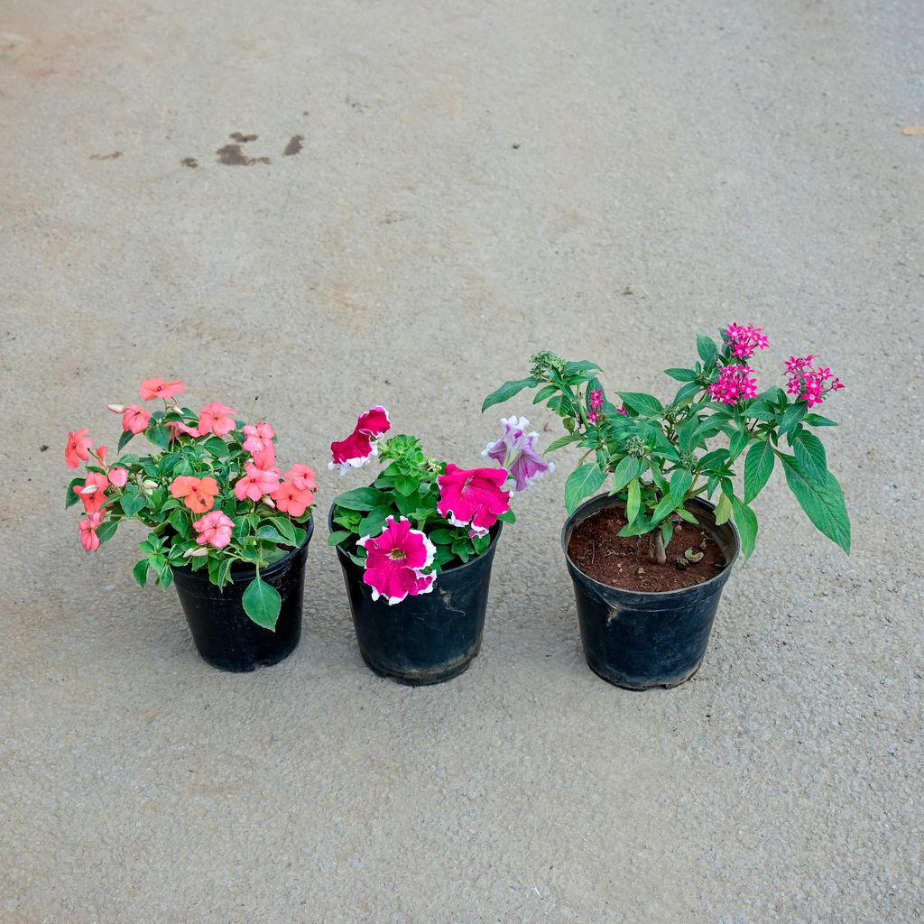 Set of 3 - Pentas, Petunia & Balsam (any colour) in 5 Inch Nursery Pot