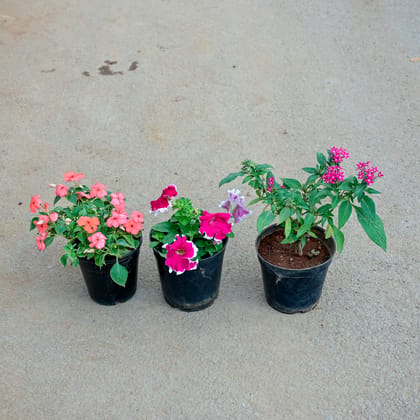Buy Set of 3 - Pentas, Petunia & Balsam (any colour) in 5 Inch Nursery Pot Online | Urvann.com