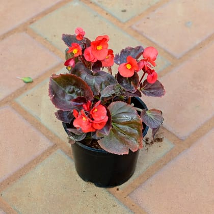 Buy Begonia Red in 4 Inch Nursery Pot Online | Urvann.com