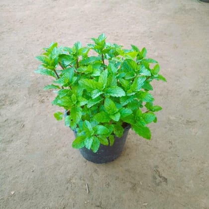 Buy Mint / Pudina In 6 Inch Nursery Pot Online | Urvann.com