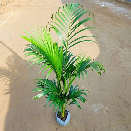 Areca Palm (~ 4.5 - 5 Ft) in 6 Inch Nursery Bag
