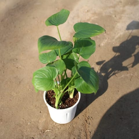 Alocasia Hosta in 5 Inch Nursery Pot
