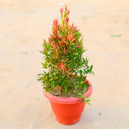 Buy Syzygium in 14 Inch Terracotta Red Classy Plastic Pot Online | Urvann.com