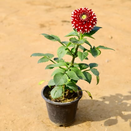 Buy Dahlia Red in 8 Inch Nursery Pot Online | Urvann.com