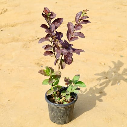 Buy Guava / Amrood Red Grafted (~ 3 Ft) in 10 Inch Nursery Pot Online | Urvann.com