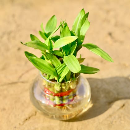 Buy 2 Layer Lucky Bamboo in 4 Inch Glass Pot Online | Urvann.com