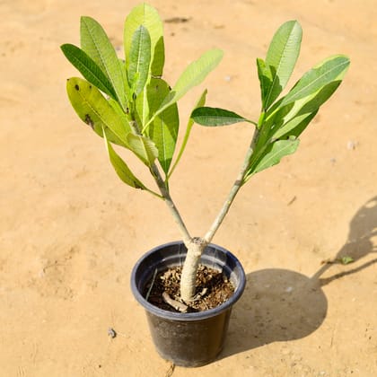 Buy Champa / Plumeria in 8 Inch Nursery Pot Online | Urvann.com