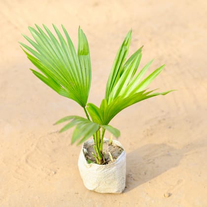 Buy China / Fan Palm in 4 Inch Nursery Bag Online | Urvann.com