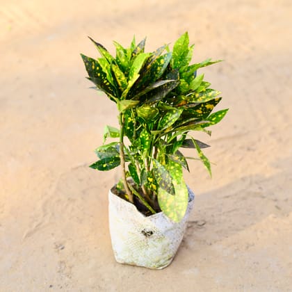 Buy Baby Croton in 4 Inch Nursery Bag Online | Urvann.com