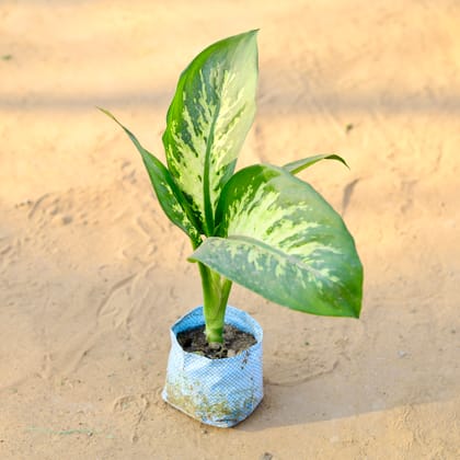 Buy Dieffenbachia Seguine in 4 Inch Nursery Bag Online | Urvann.com