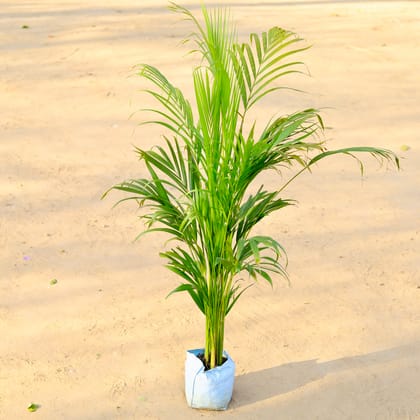 Buy Areca Palm (~ 1.5 Ft) in 6 Inch Nursery Bag Online | Urvann.com