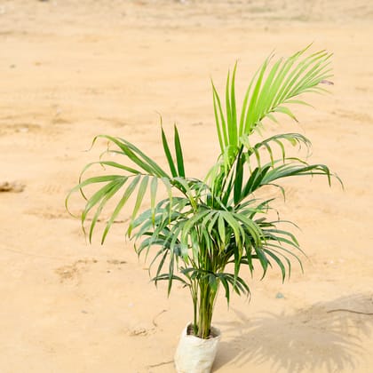 Buy Areca Palm ~ 3 Ft in 7 Inch Nursery Bag Online | Urvann.com