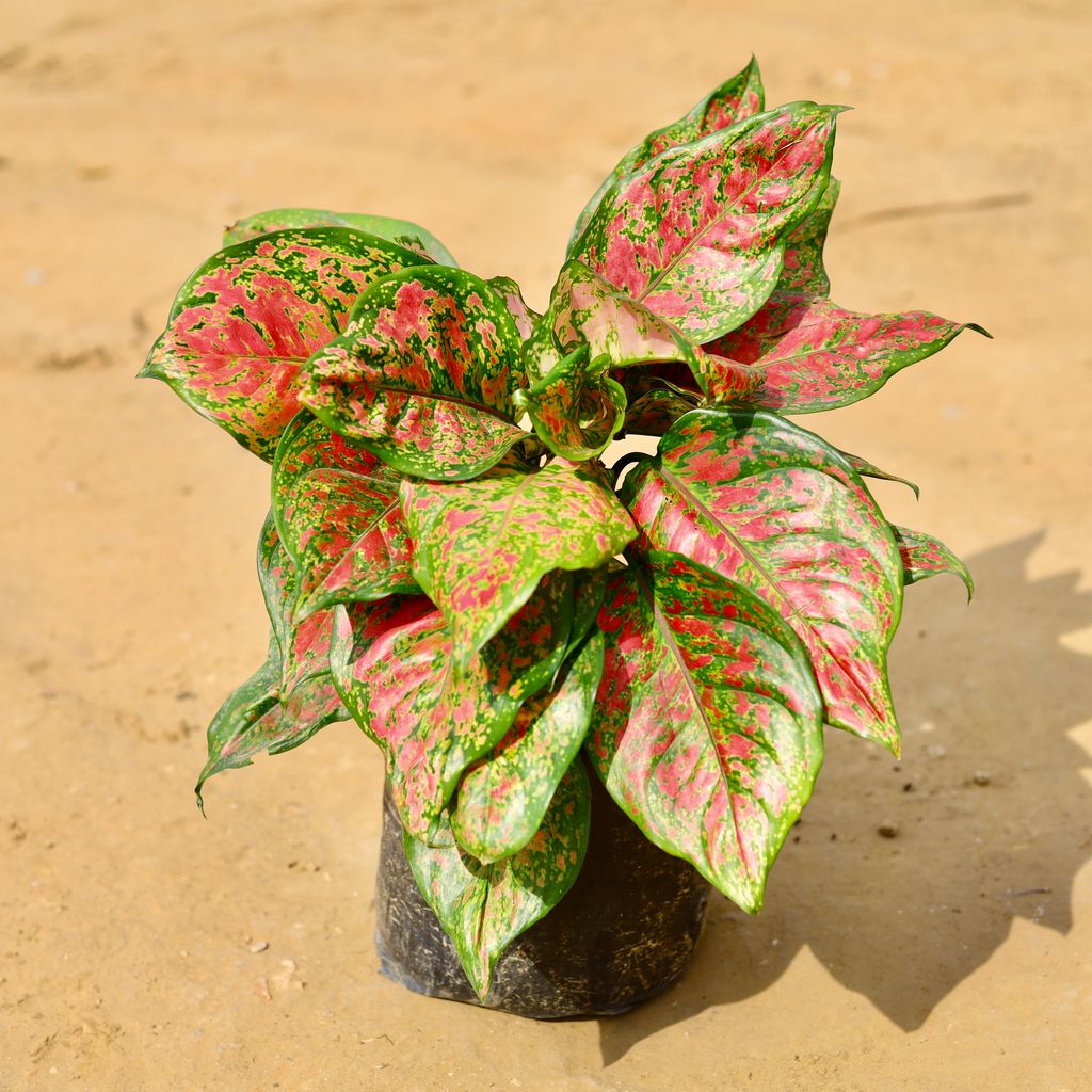 Free Next Day Delivery | Aglaonema Red Ruby in 10 Inch Nursery Bag