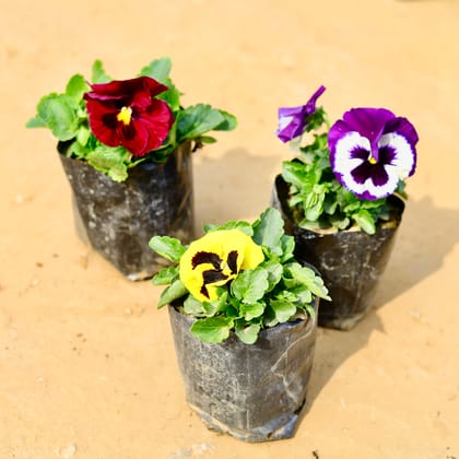 Buy Set of 3 - Pansy (any colour) in 4 Inch Nursery Bag Online | Urvann.com
