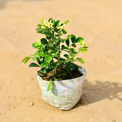 Buy Madhu Kamini in 4 Inch Nursery Bag Online | Urvann.com