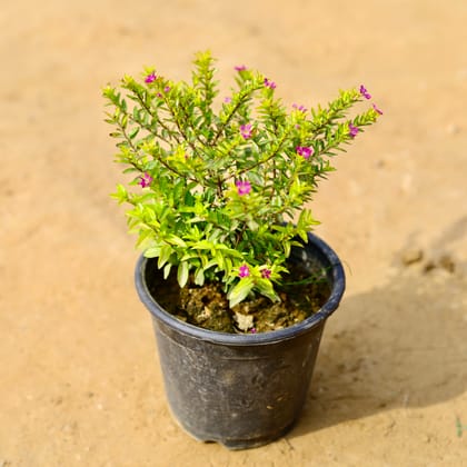 Buy Cuphea / False Heather Pink in 6 Inch Nursery Pot Online | Urvann.com