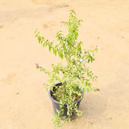 Buy Juhi / Jasmine in 10 Inch Nursery Pot Online | Urvann.com