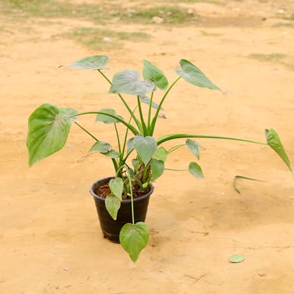 Alocasia Green in 8 Inch Nursery Pot