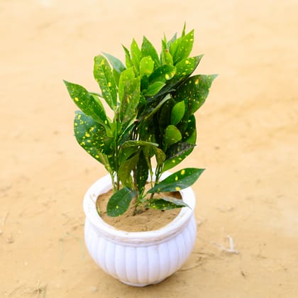 Baby Croton in 6 Inch White Premium Matki Plastic Pot