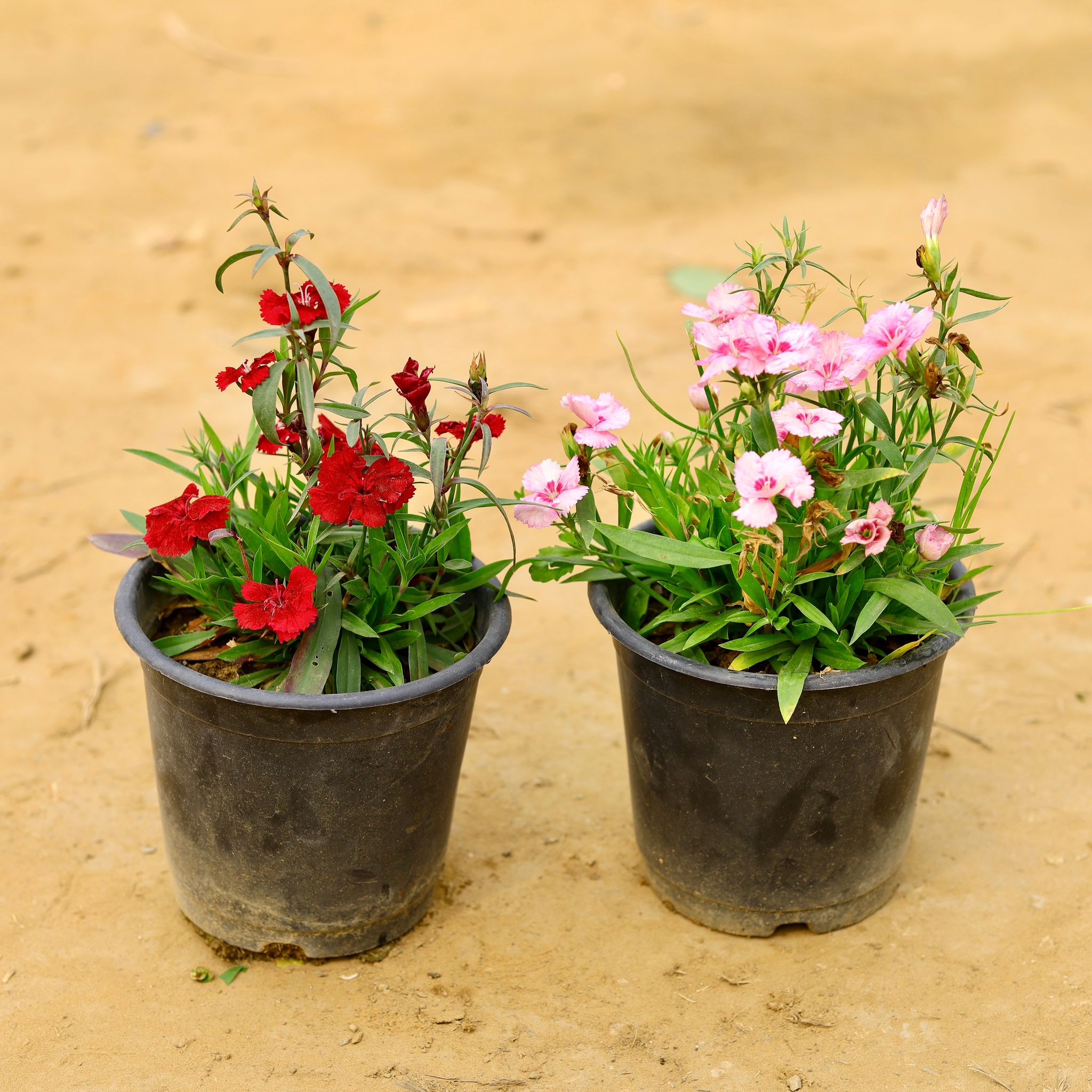 Set of 2 - Dianthus (any colour) in 6 Inch Nursery Pot
