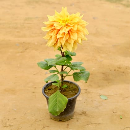 Dahlia Yellow in 8 Inch Nursery Pot