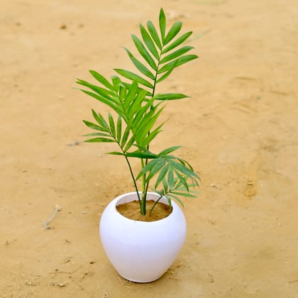 Chamaedorea Palm in 6 Inch White Premium Apple Plastic Pot