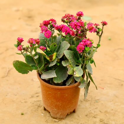 Kalanchoe Succulent (any colour) in 6 Inch Nursery Pot