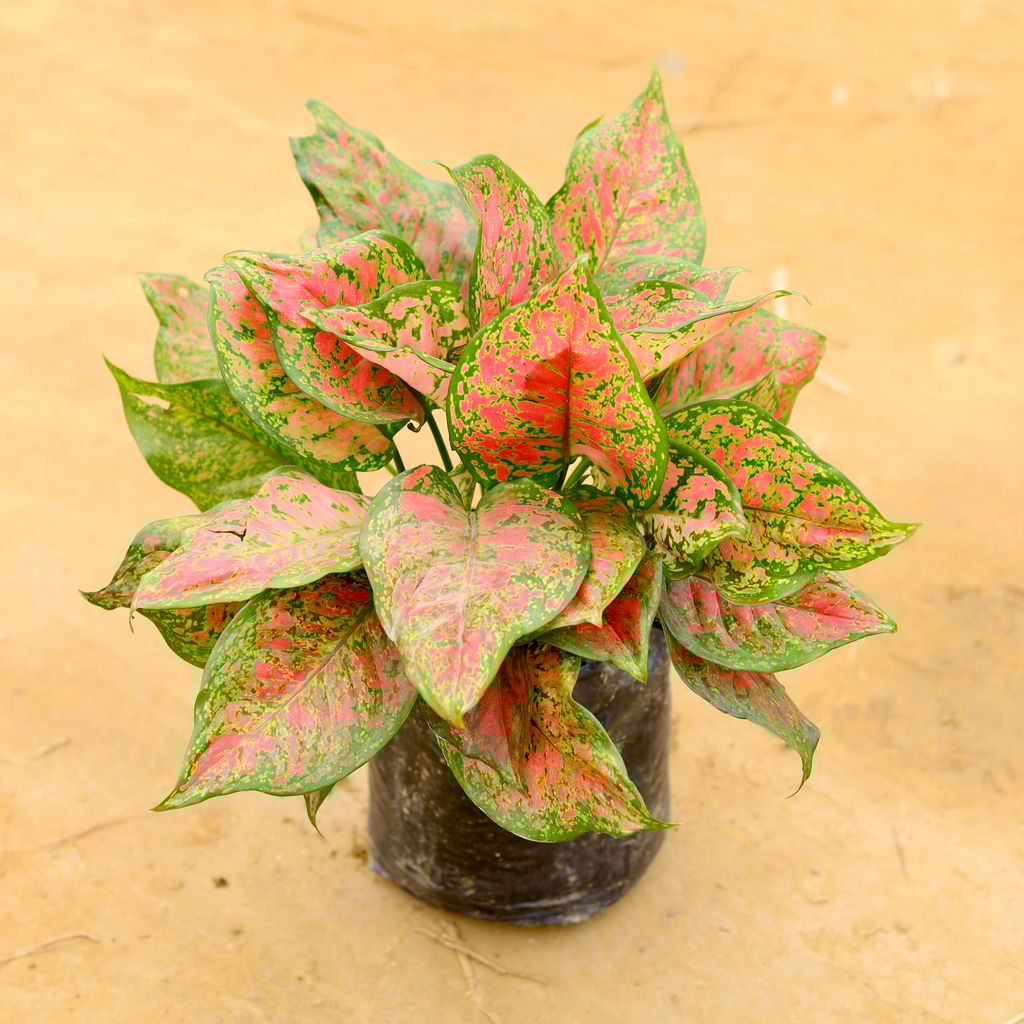 Free Next Day Delivery | Aglaonema Red Ruby in 8 Inch Nursery Bag