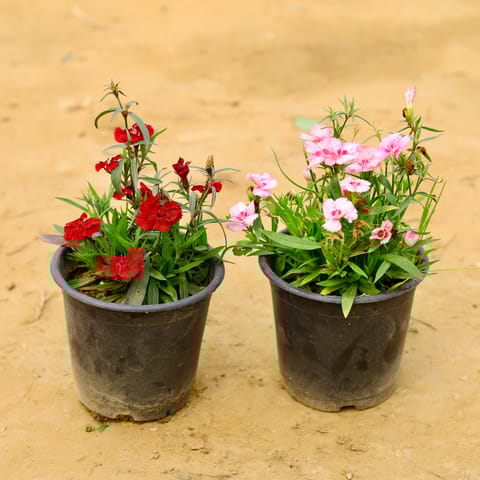 Set of 2 - Dianthus (any colour) in 6 Inch Nursery Pot