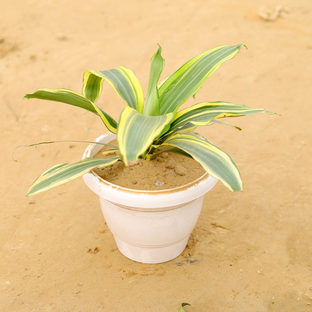 Free Next Day Delivery Dracaena Victoria in 8 Inch Classy White