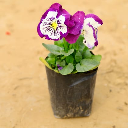 Pansy Dual Shade (any colour) in 4 Inch Nursery Bag
