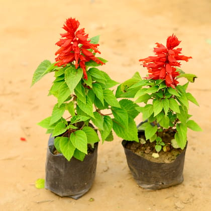 Set of 2 - Salvia (any colour) in 4 Inch Nursery Bag