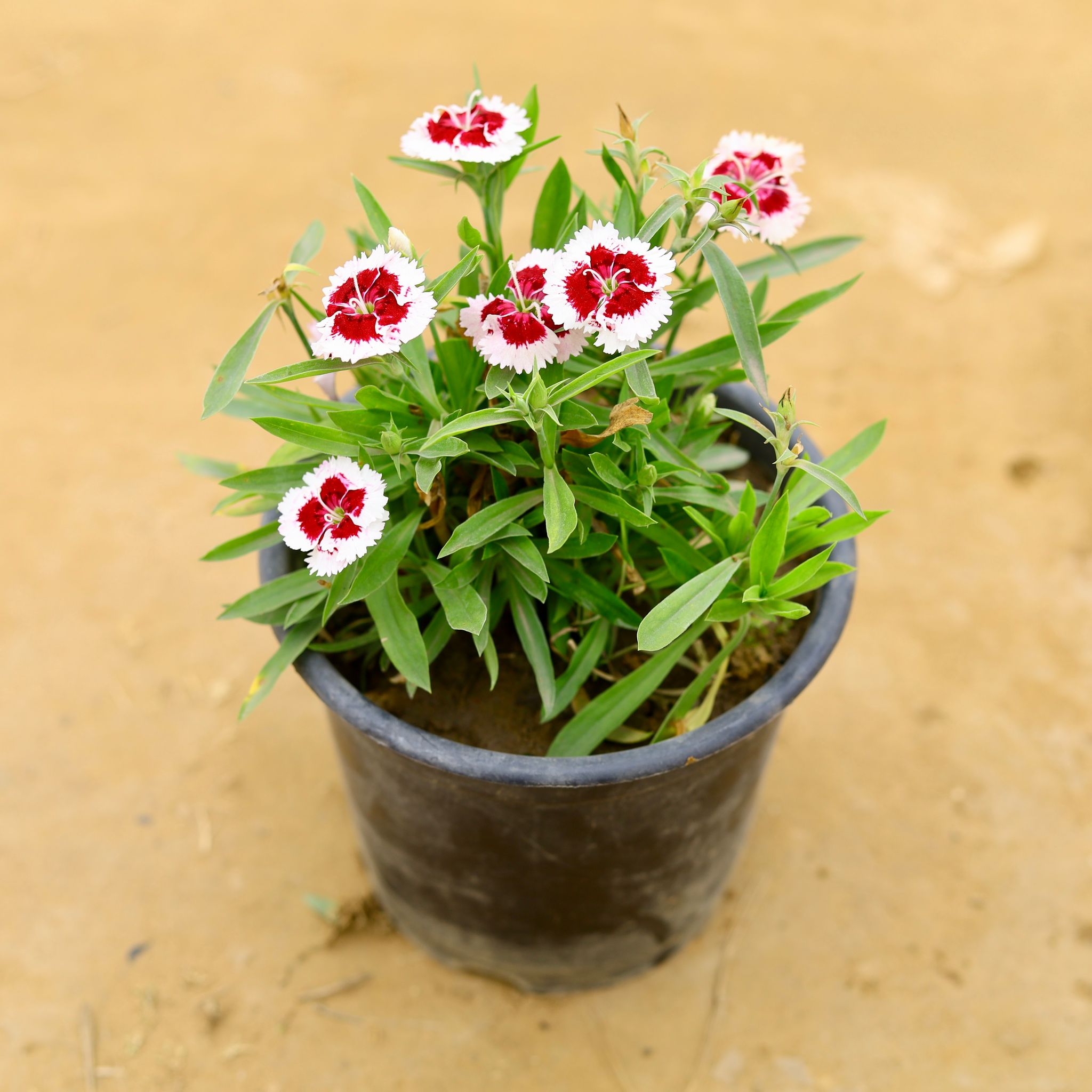Dianthus (any colour) in 6 Inch Nursery Pot